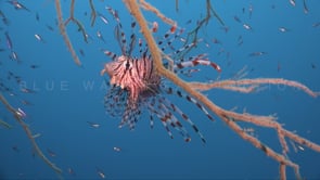 0269_Lionfish in blue water