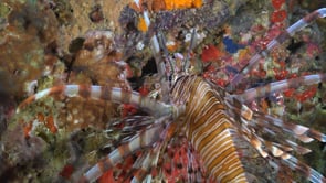 0328_Lionfish on reef at night wide angle