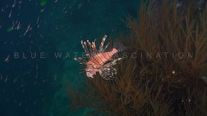 0330_Lionfish over black coral