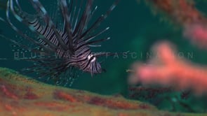 0333_Young Lionfish