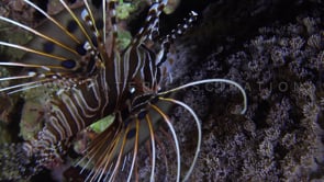 0354_Lionfish close up filmed from top