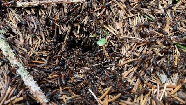 Ants, Ant, Animals. Free Stock Video - Pixabay