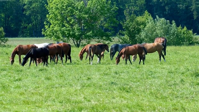 Horses Pasture Pony Free Stock Video - Pixabay