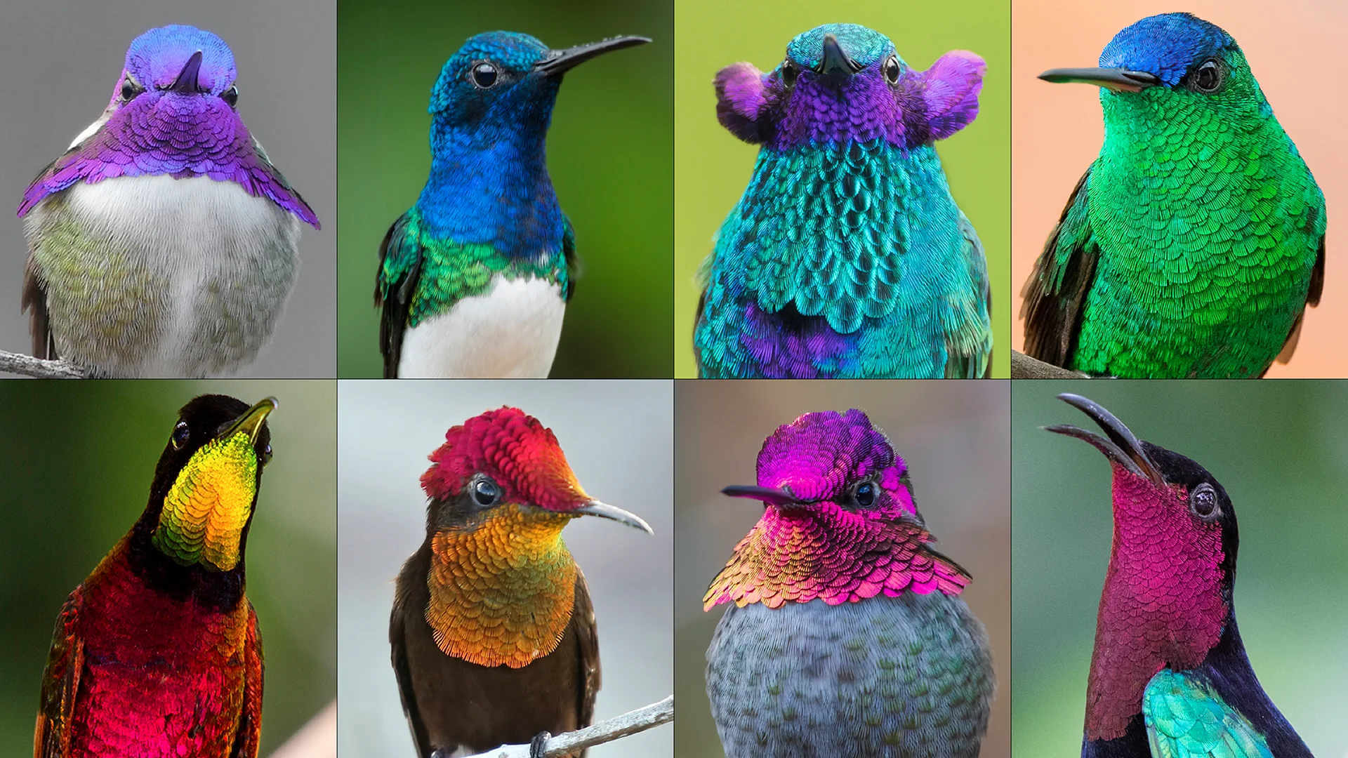 9 Hummingbird Species to Look Out for This Summer | All About Birds