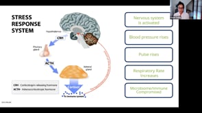 The Stress Reset Natural Approach to Adrenal Support and Stress