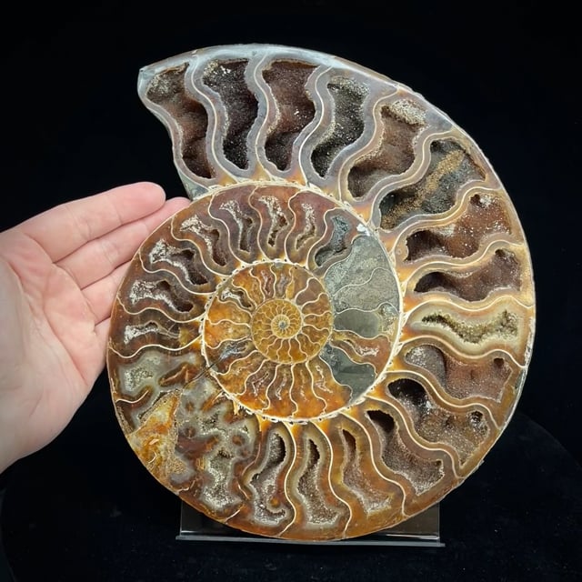 large Ammonite (replaced by Aragonite) with Calcite