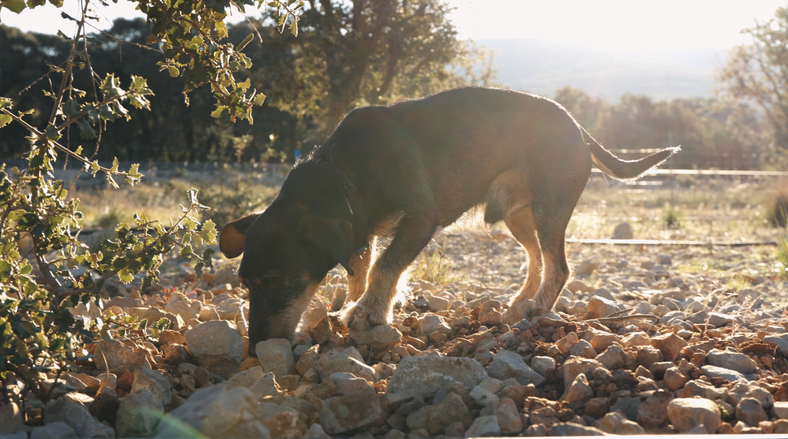 Trufa negra - Catí del Maestrat