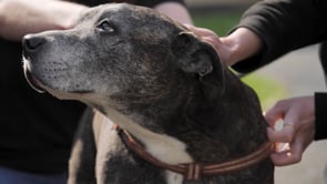 StreetVet Volunteer Recruitment