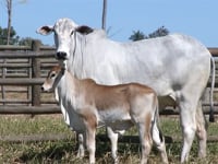Lote 129