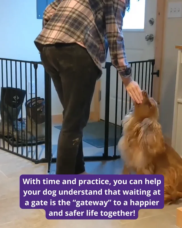 Teach Your Dog to Wait at a Gate