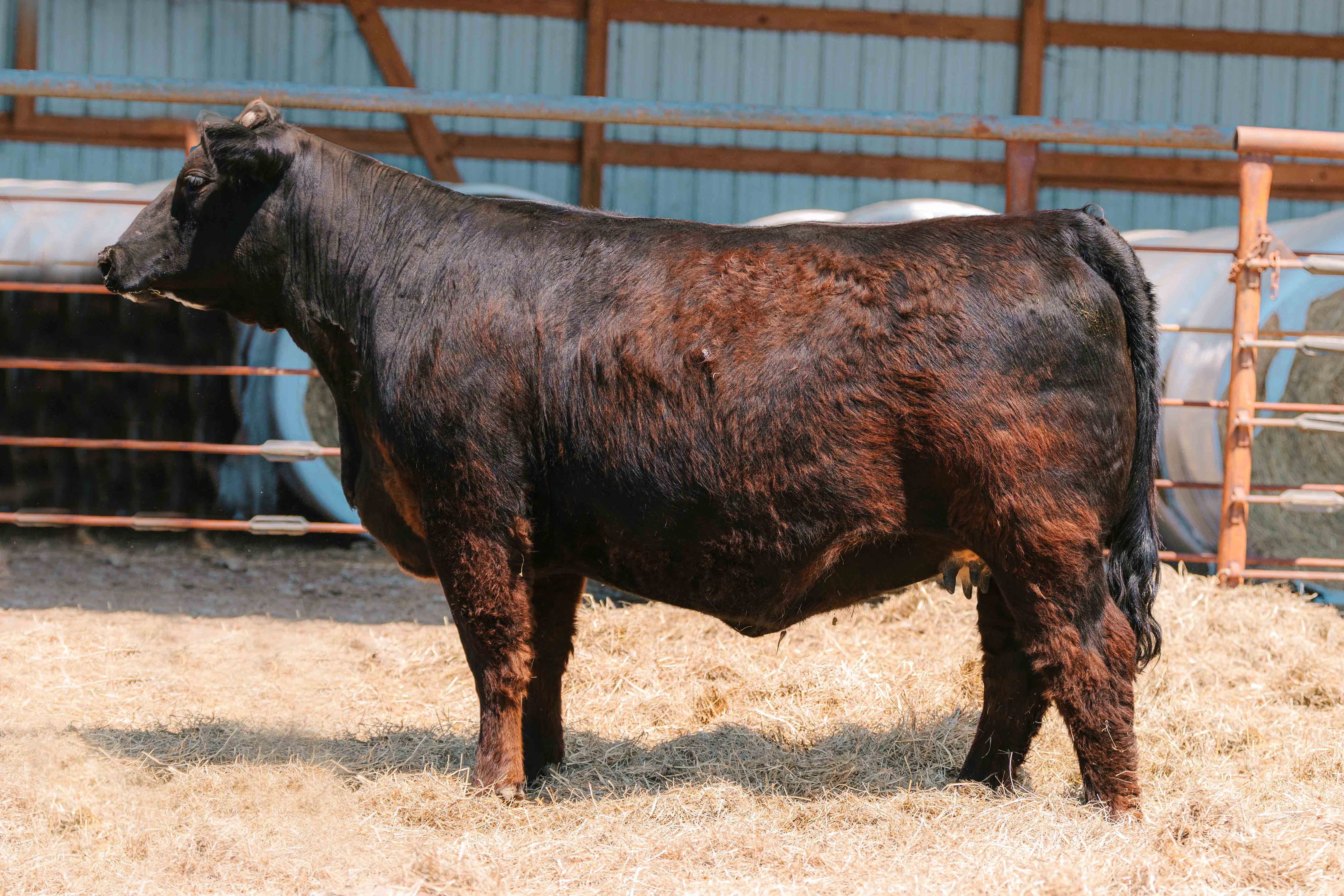 Double J Ranch: Bred on Vimeo