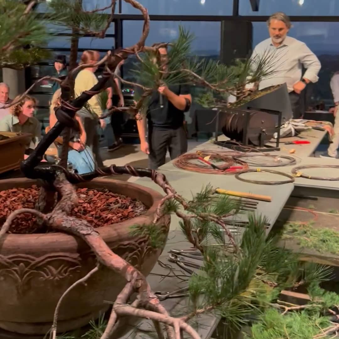 Bonsai Reshaped 2023 on Vimeo