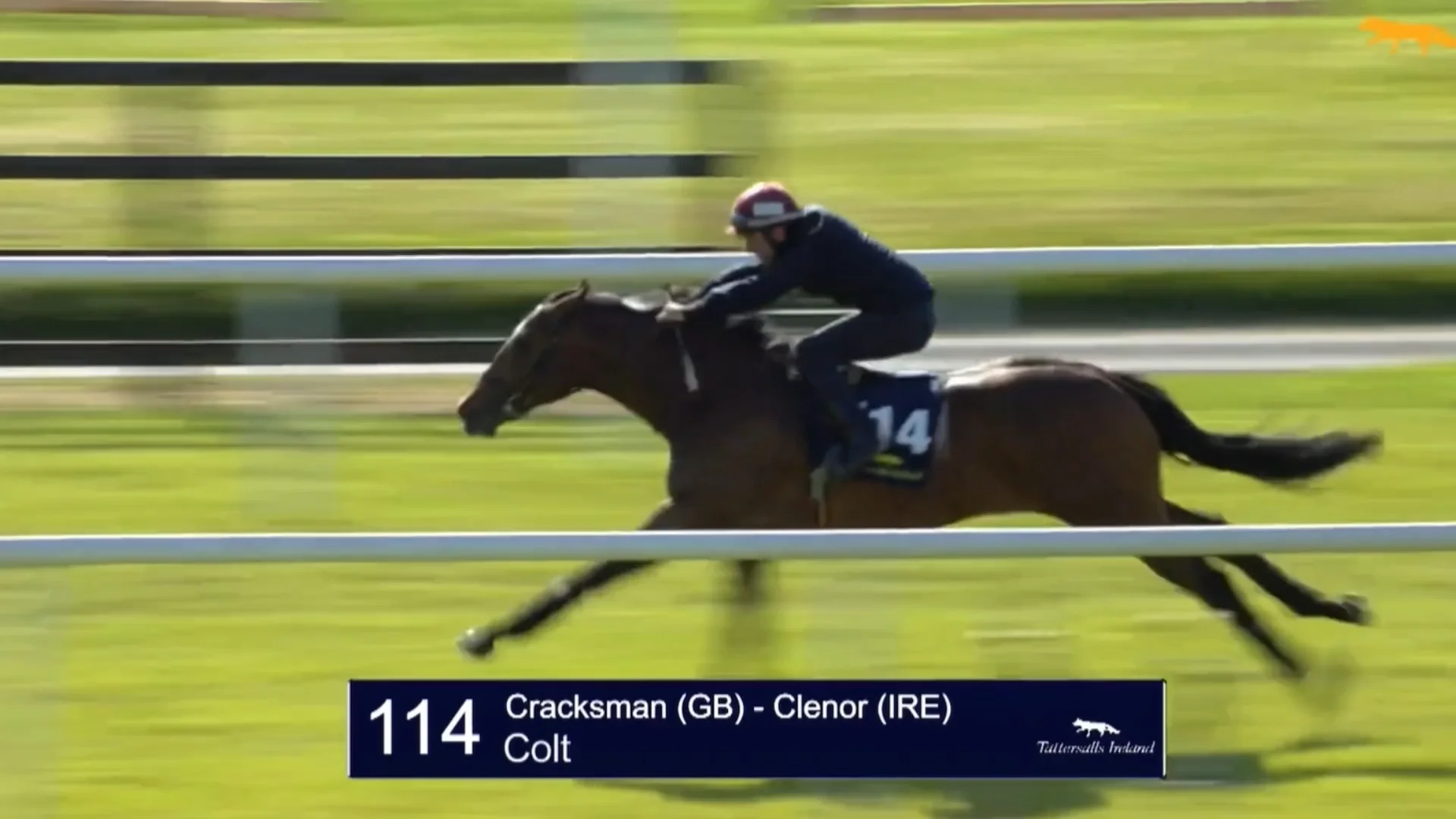 Cracksman (GB) x Clenor (IRE) colt with Michael Freedman on Vimeo