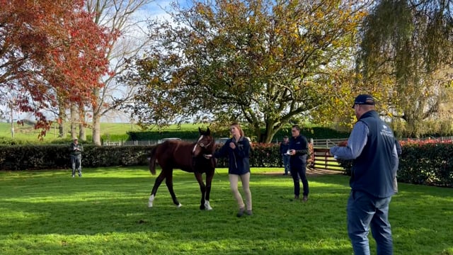 2023 Weanling & Broodmare Sale - Nick King | Brighthill Farm