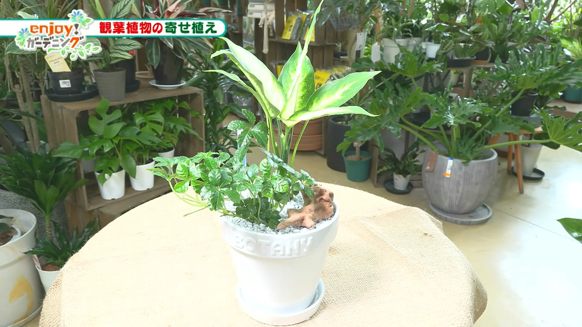 観葉植物の寄せ植え ｜ enjoy！ガーデニング