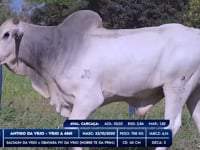 Lote 81