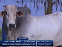 Lote 67