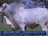 Lote 26