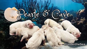 Pearle & Cave #UndertheSea
