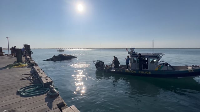 Dead Humpback Whale Floats Into Shinnecock Bay