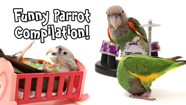 Parrots best sale funny videos