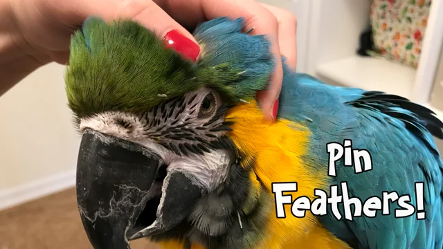 Pin on Macaw