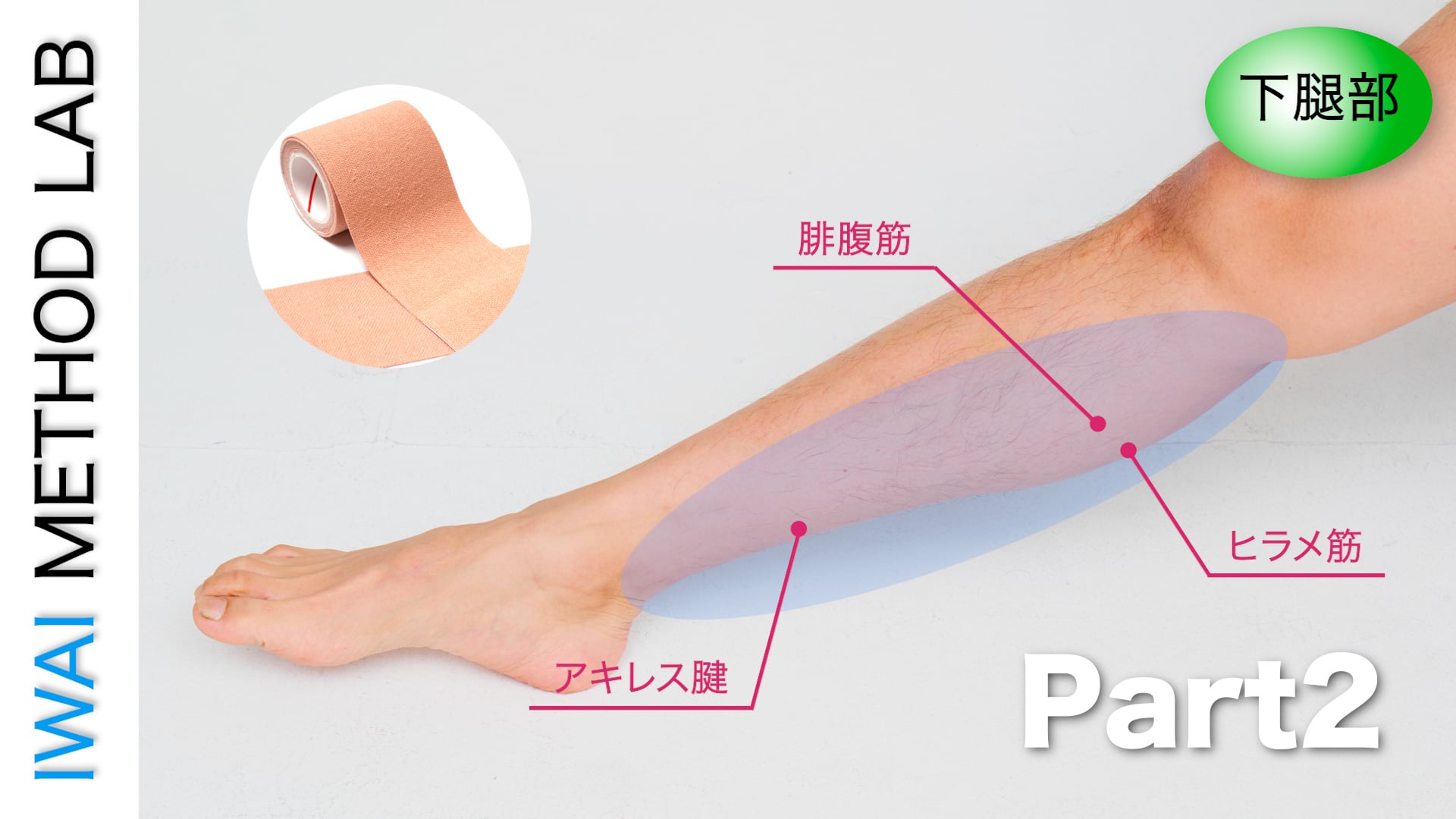 オンライン実技講習：下腿部  筋腱断裂の視診・触診と施術アプローチ Part.2