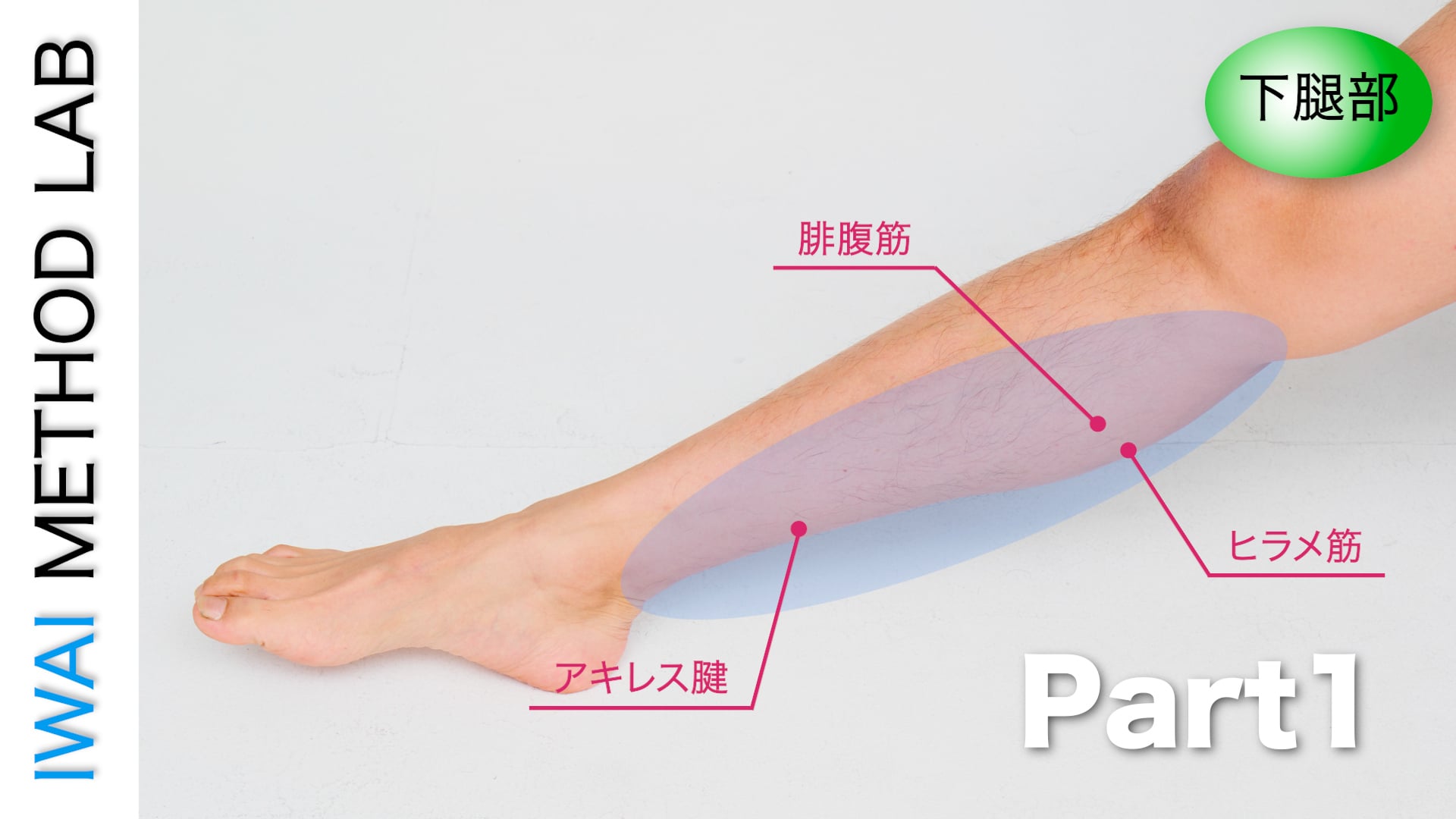 オンライン実技講習：下腿部  筋腱断裂の視診・触診と施術アプローチ Part.1
