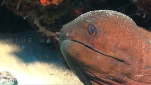 0143_Giant moray eel
