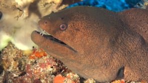 0144_Giant Moray eel profile