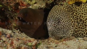 0145_Giant moray and honeycomb moray eel