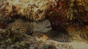 0146_Honeycomb moray eel
