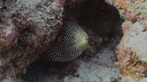 0150_White spotted moray eel