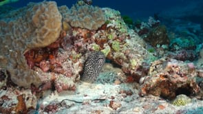 0151_Honeycomb moray coral reef