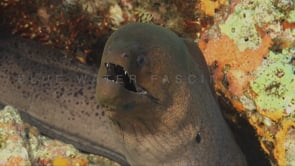 0152_Giant Moray eel teeth