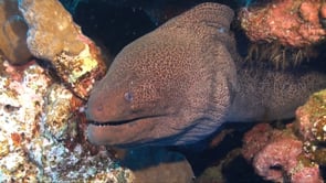 0154_Giant Moray eel head