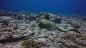 0155_Swimming Honeycomb moray eel