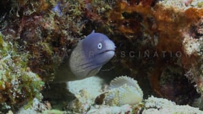 0156_White eyed moray eel