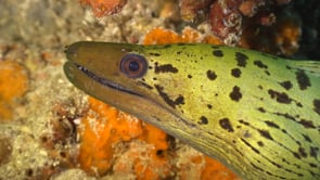 0219_Yellow Moray eel super close up
