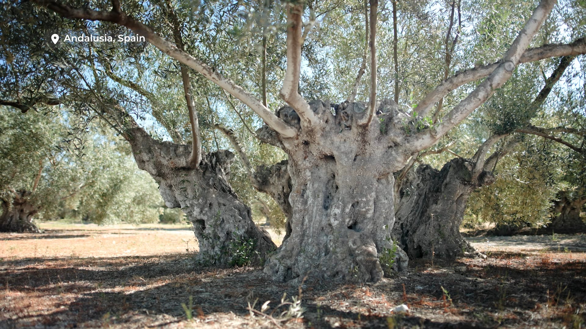 Olives On The Edge