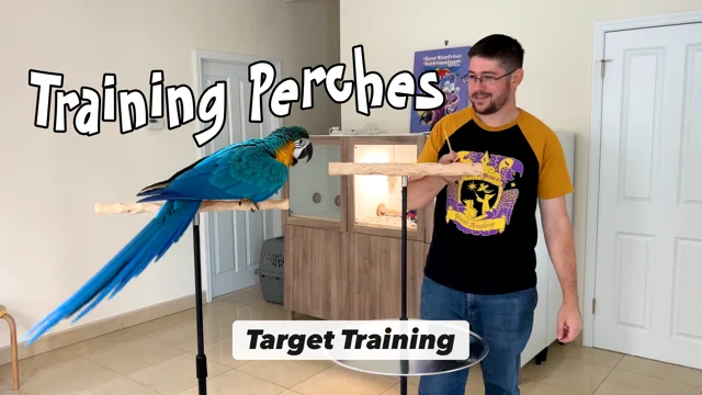 Mini NU Perch Parakeet Training Scale - Small Parrots & Parakeets