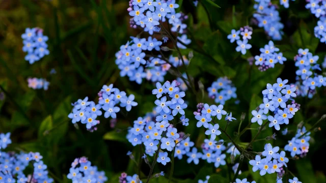 900+ Free Forget Me Not & Forget-Me-Not Images - Pixabay