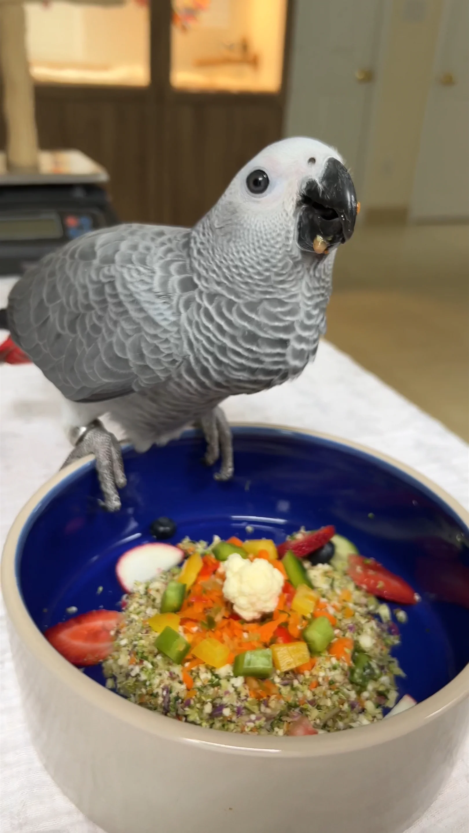 African Greys Fresh Bird Food Salad
