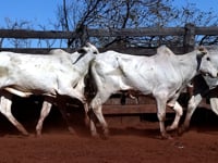 Lote 12