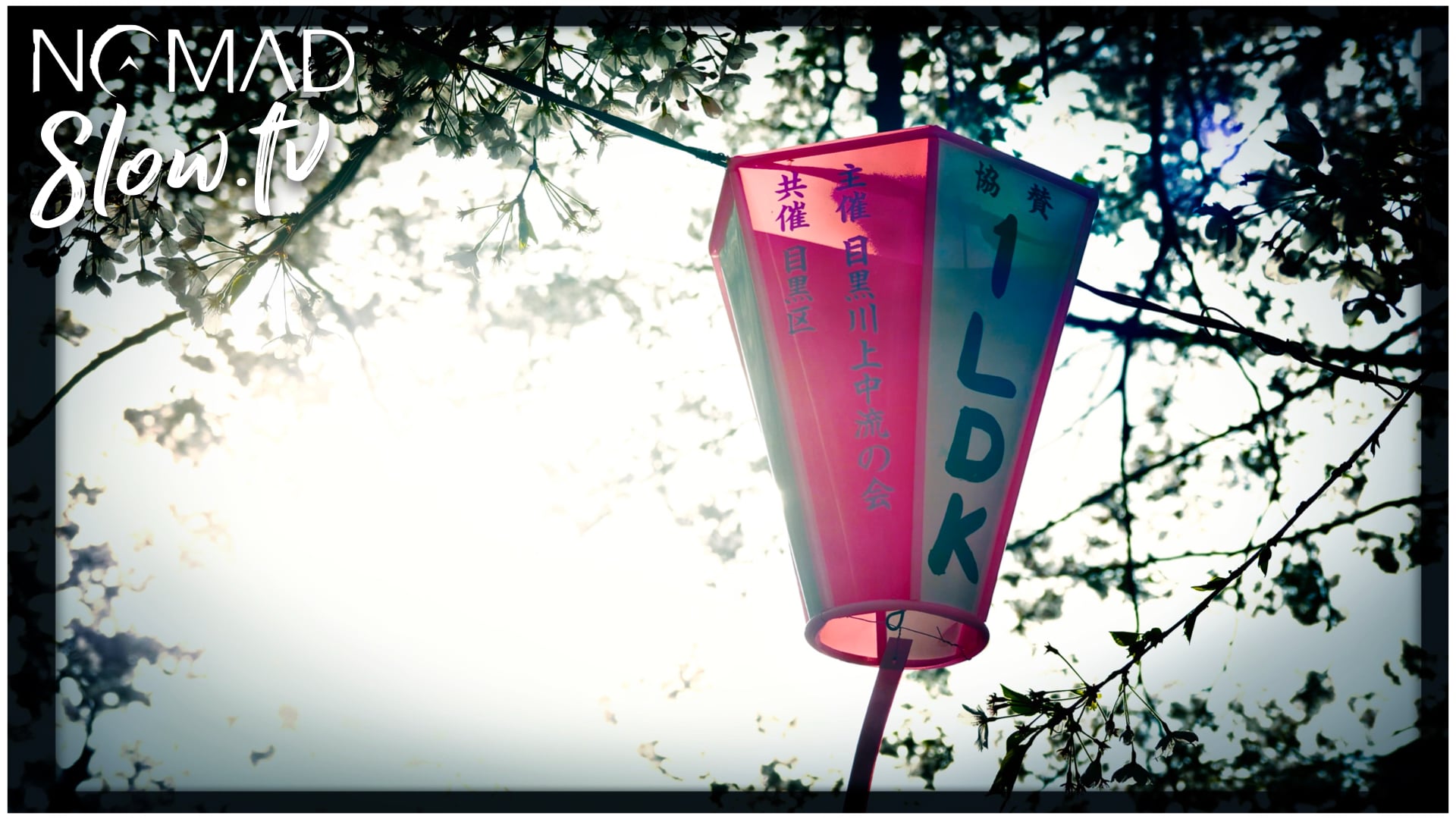 Japan Spring 03 - Tokyo Sakura - Cherry Blossom