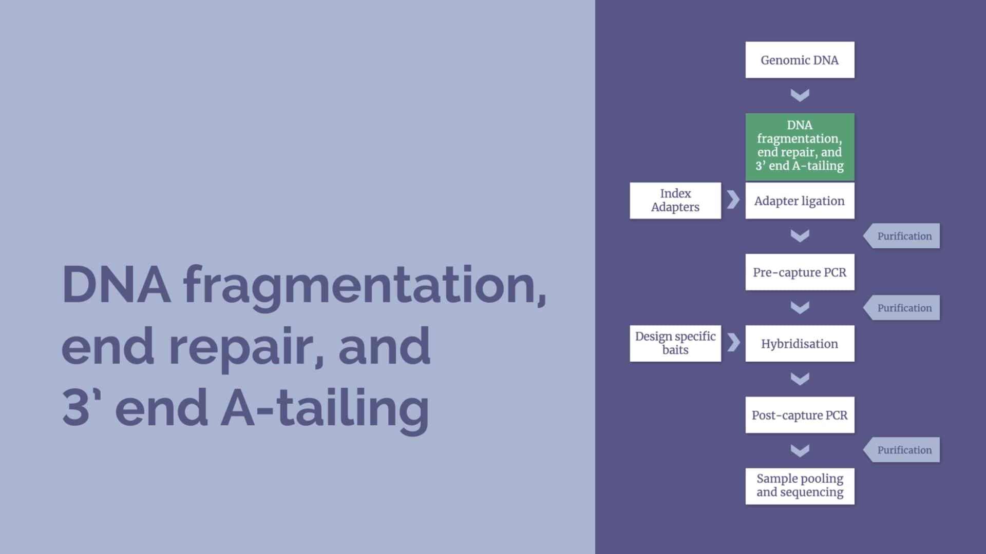 NGS Workflow DNA fragmentation, end repair, and 3’ end Atailing on Vimeo
