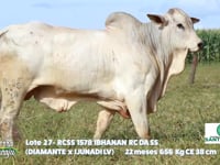 Lote 27
