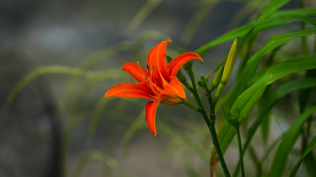 Flower, Wind, Wildflower. Free Stock Video - Pixabay