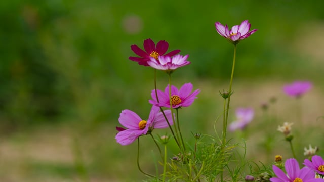 Flowers, Cosmos, Wind. Free Stock Video - Pixabay