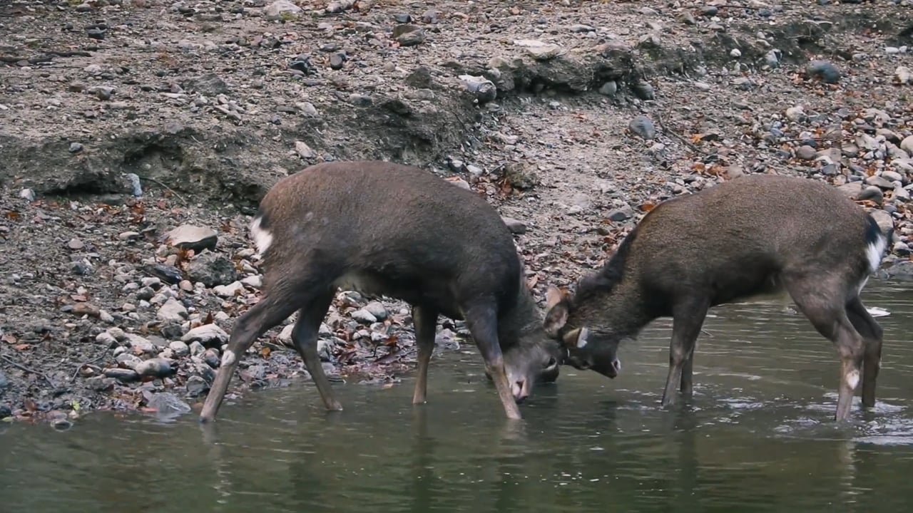 Young Sika Deer